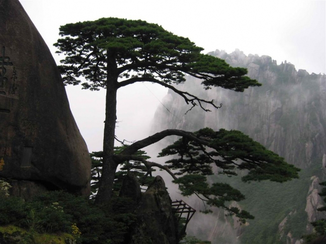 黄山奇松
