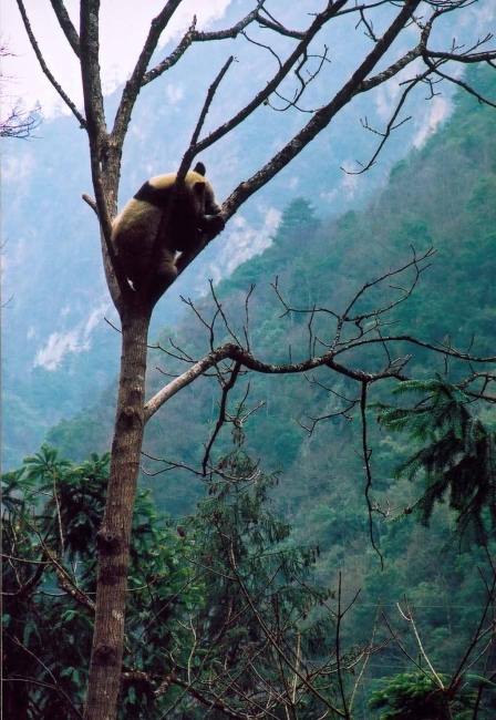 大熊猫栖息地