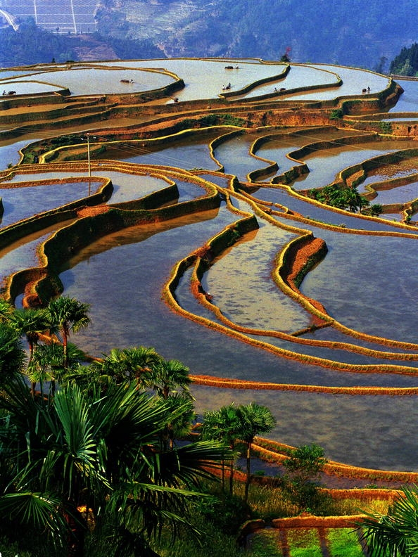 哈尼梯田