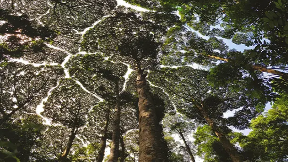 图6 吉隆坡热带雨林